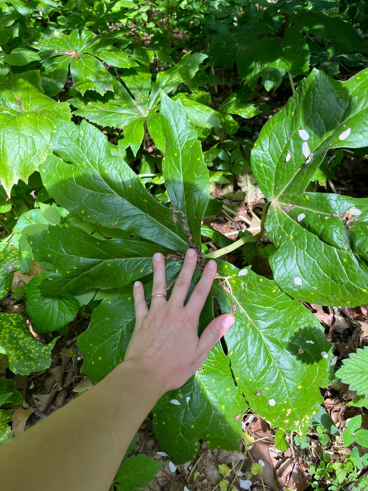 Podophyllum peltatum