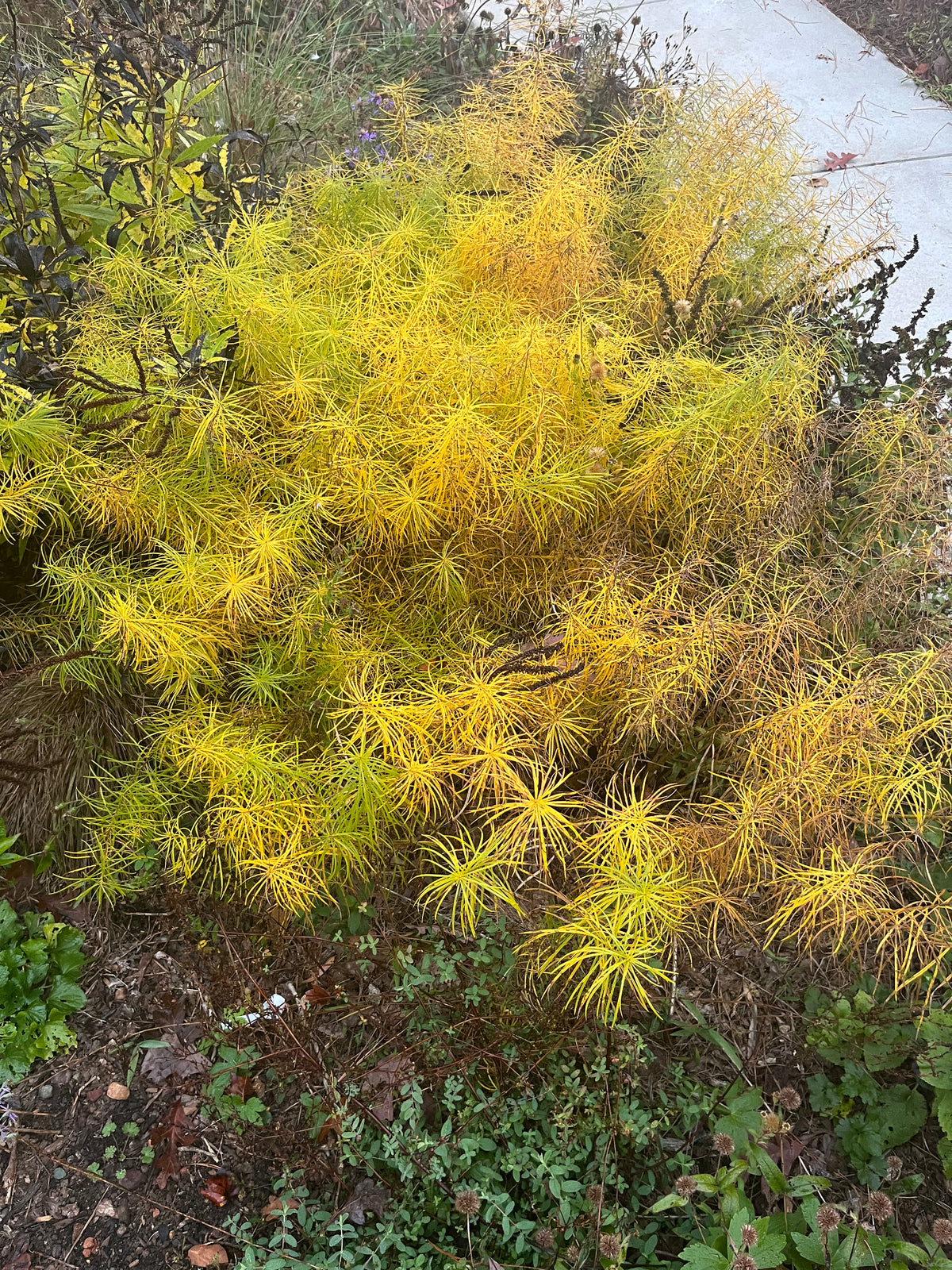 Amsonia hubrichtii