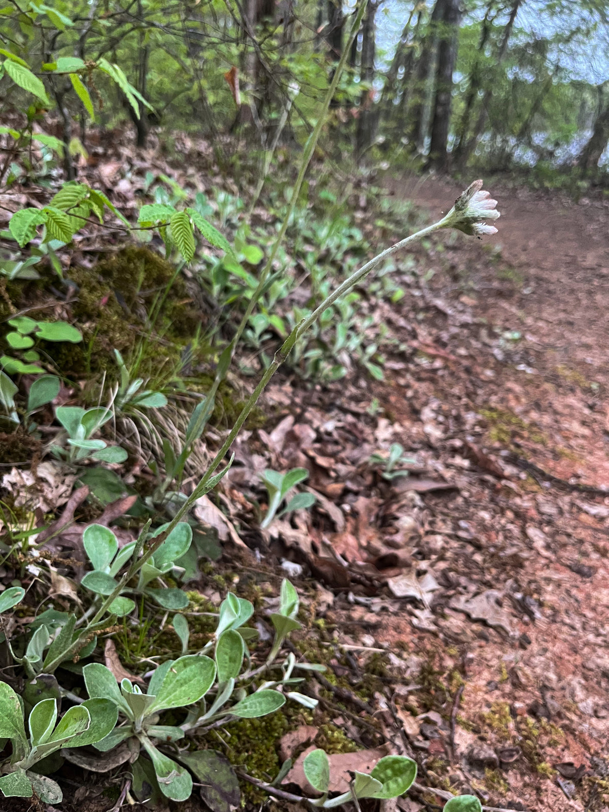 Antennaria parlinii