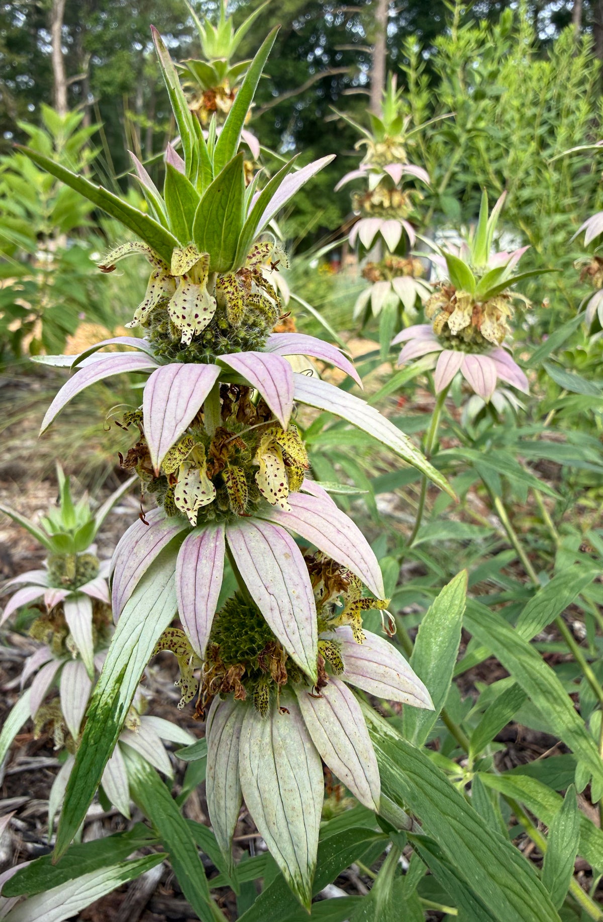Monarda punctata