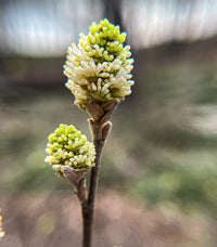 Fothergilla gardenii