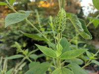 Agastache scrophulariifolia