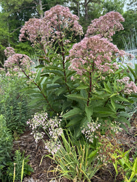Eutrochium dubium 'Baby Joe'
