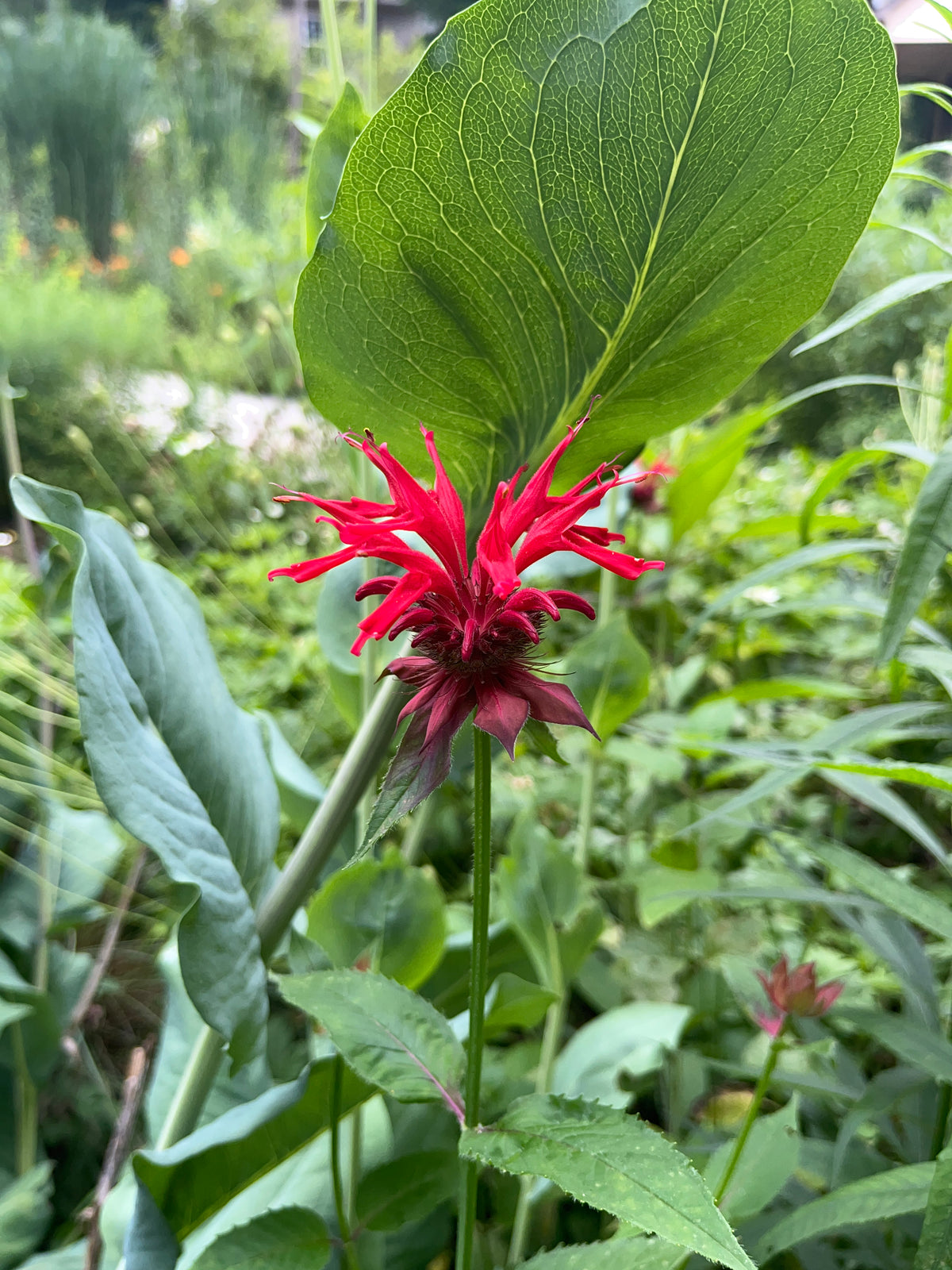 Monarda didyma