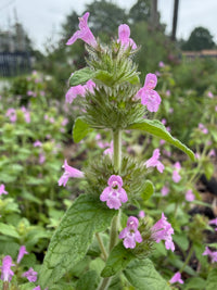 Clinopodium vulgare