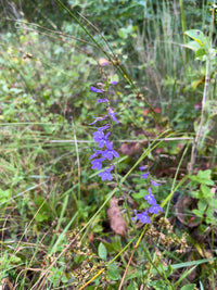 Lobelia puberula