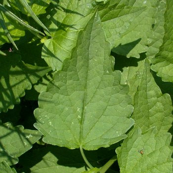 Agastache scrophulariifolia