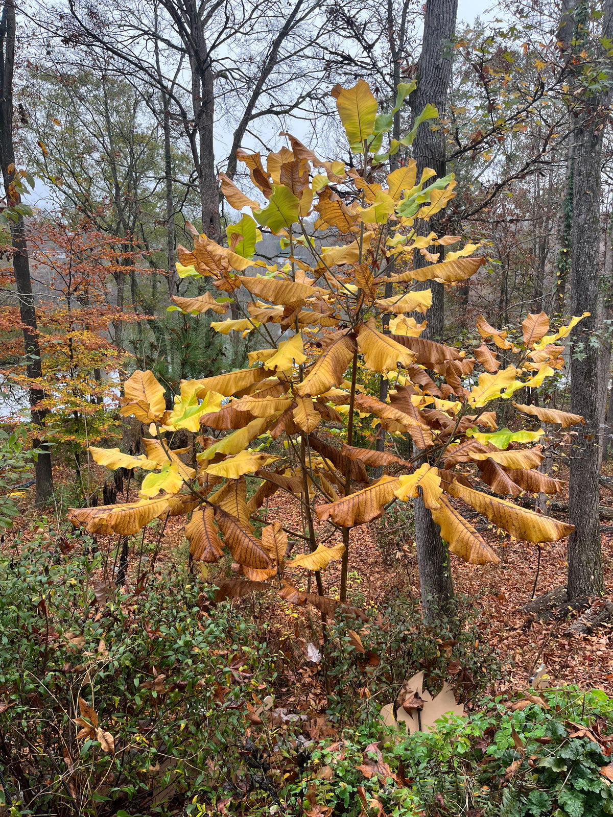 Magnolia macrophylla