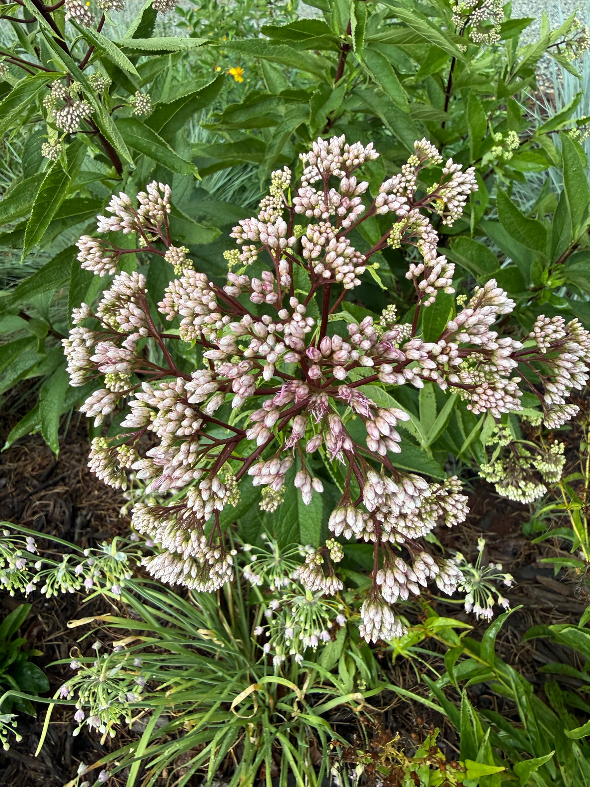 Eutrochium dubium 'Baby Joe'