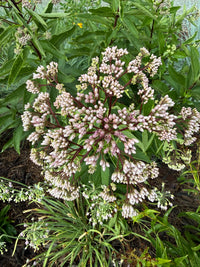 Eutrochium dubium 'Baby Joe'