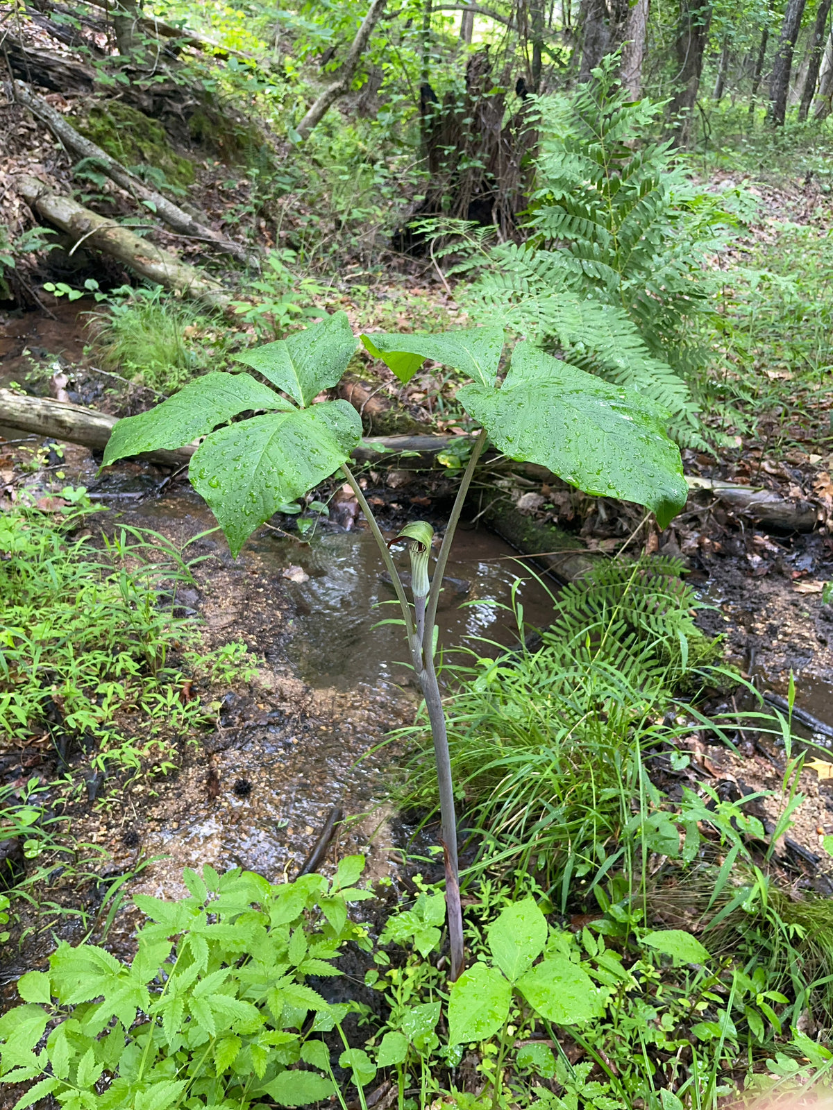 Arisaema triphyllum