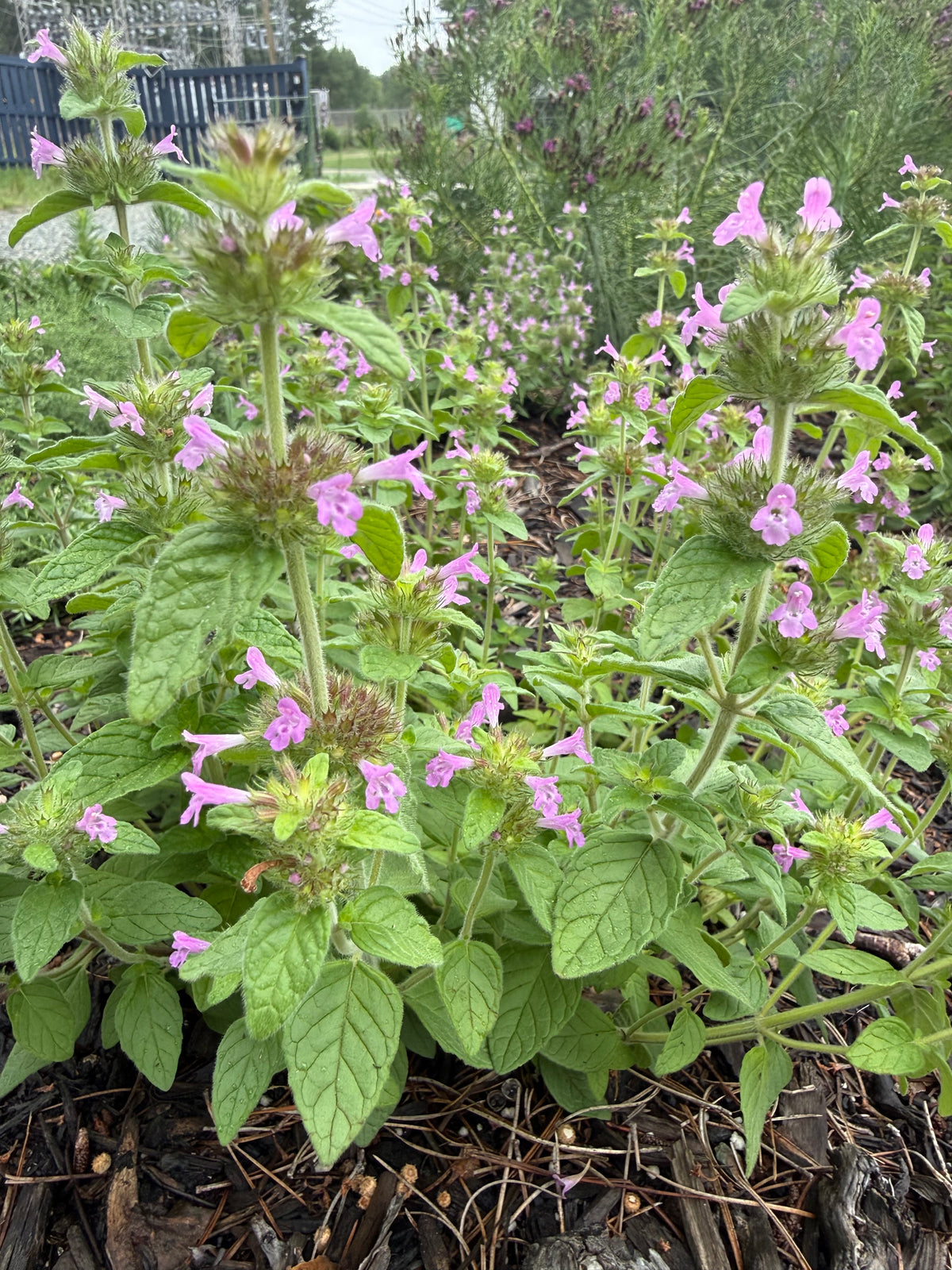 Clinopodium vulgare