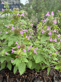 Clinopodium vulgare