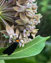 Asclepias syriaca