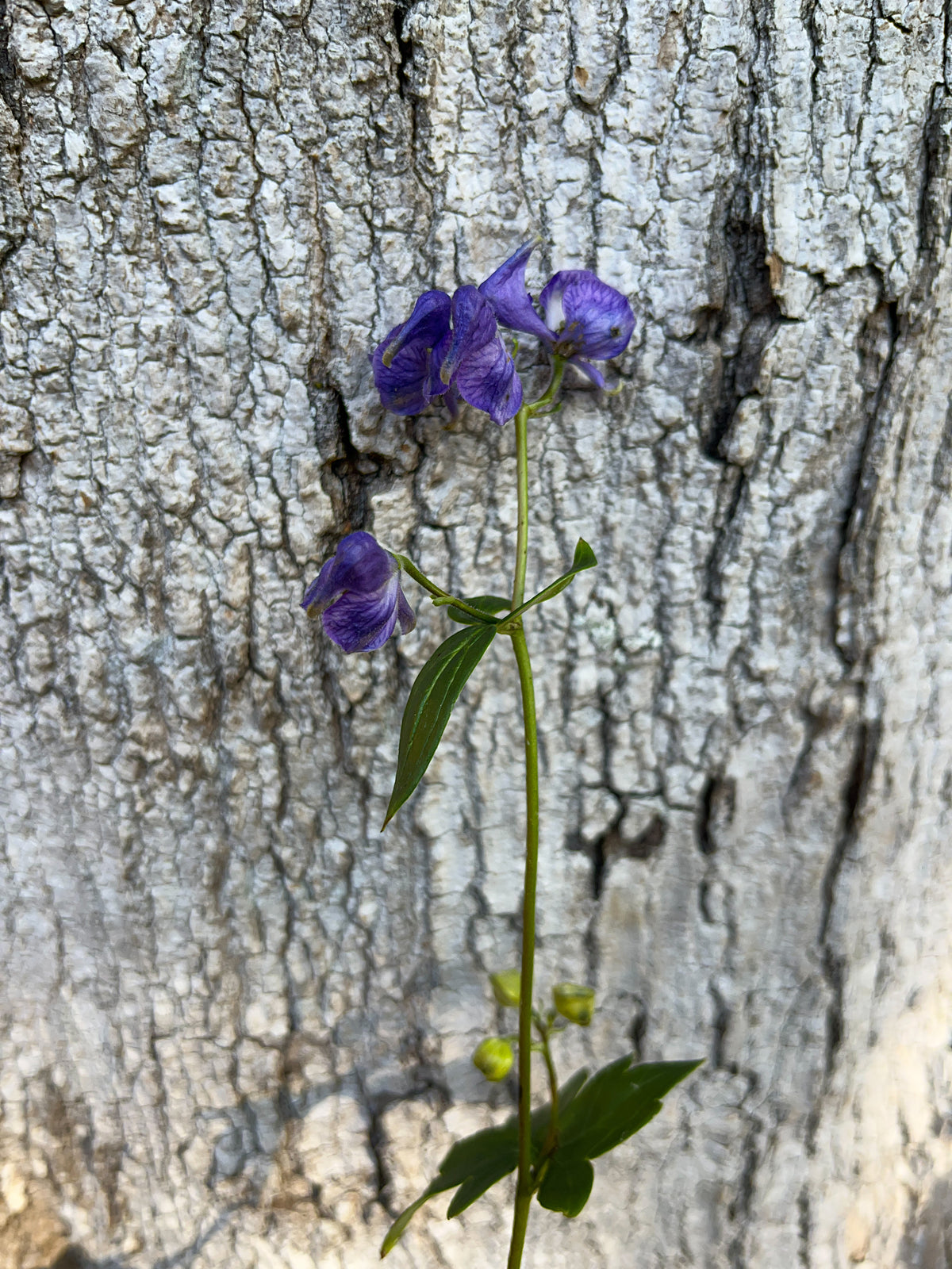 Aconitum uncinatum