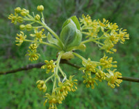 Sassafras albidium