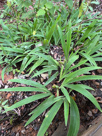 Iris cristata