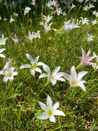 Zephyranthes atamasco