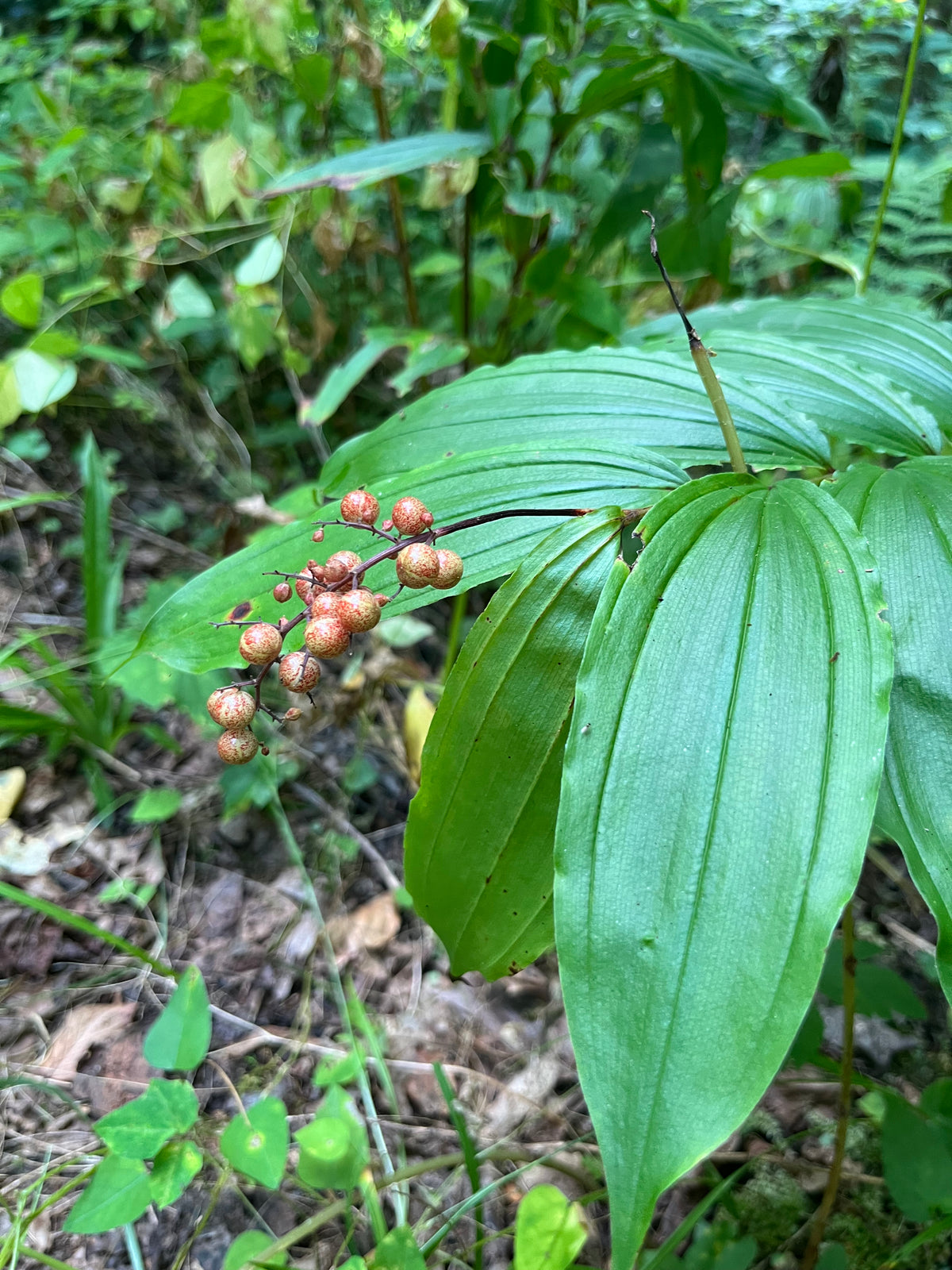 Maianthemum racemosum