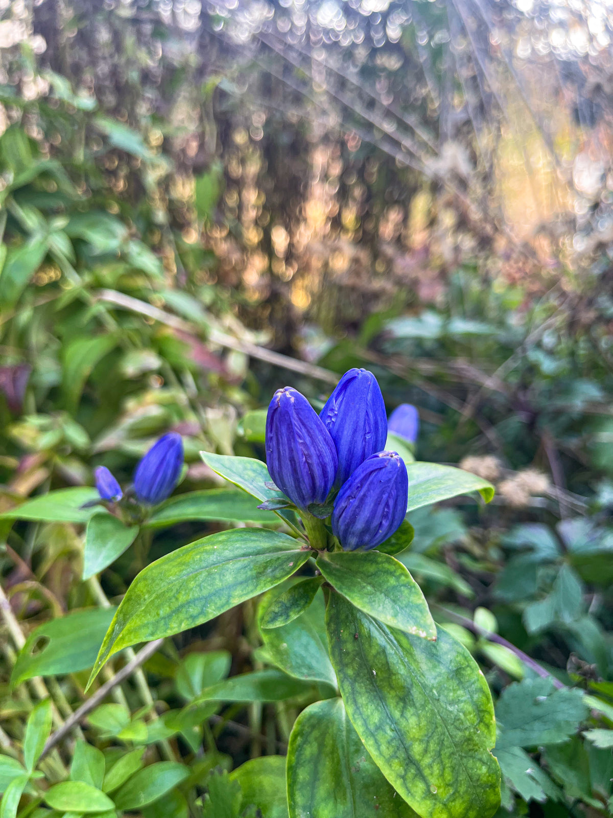 Gentiana clausa