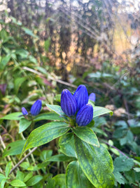 Gentiana clausa