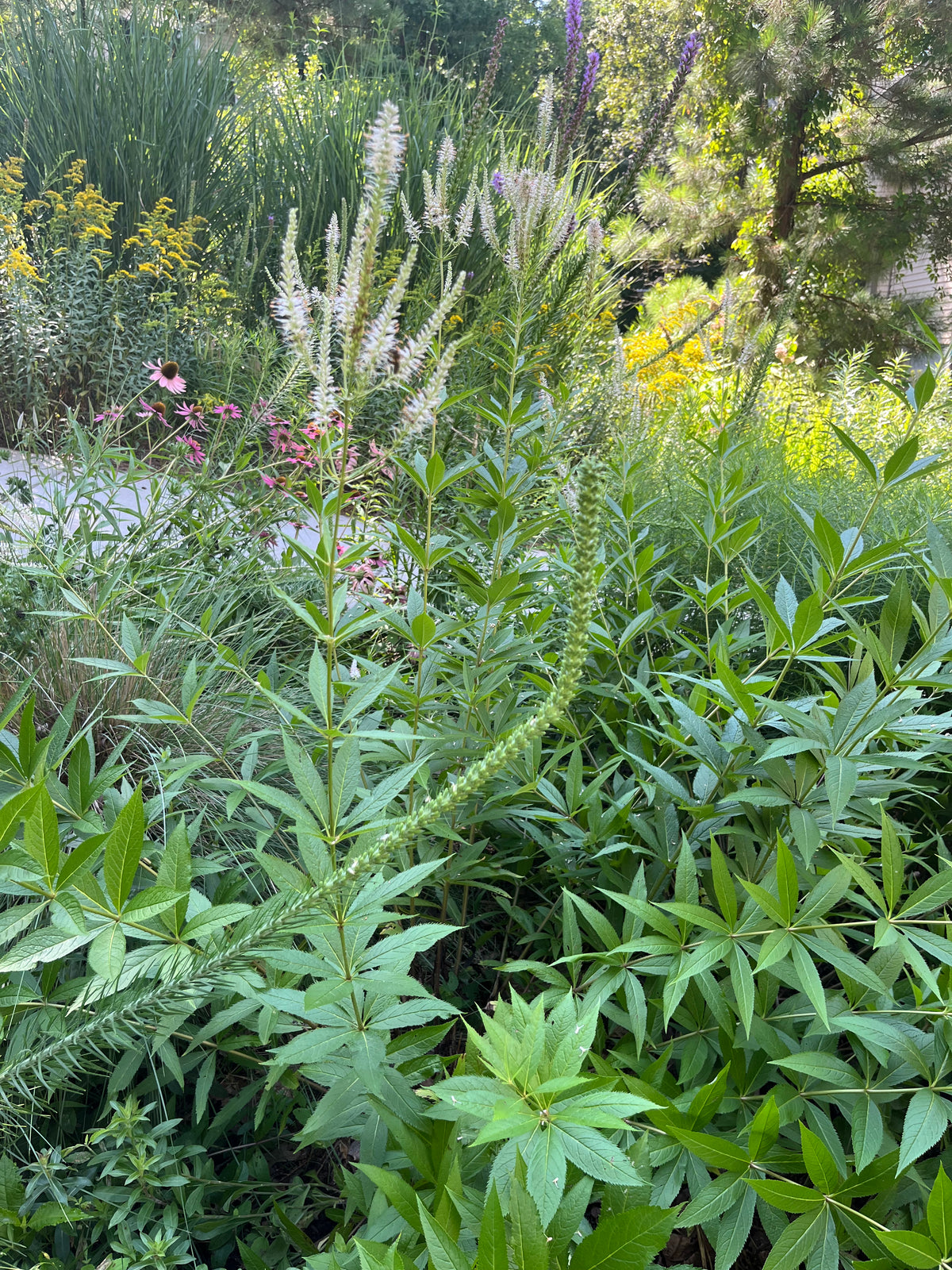 Veronicastrum virginicum