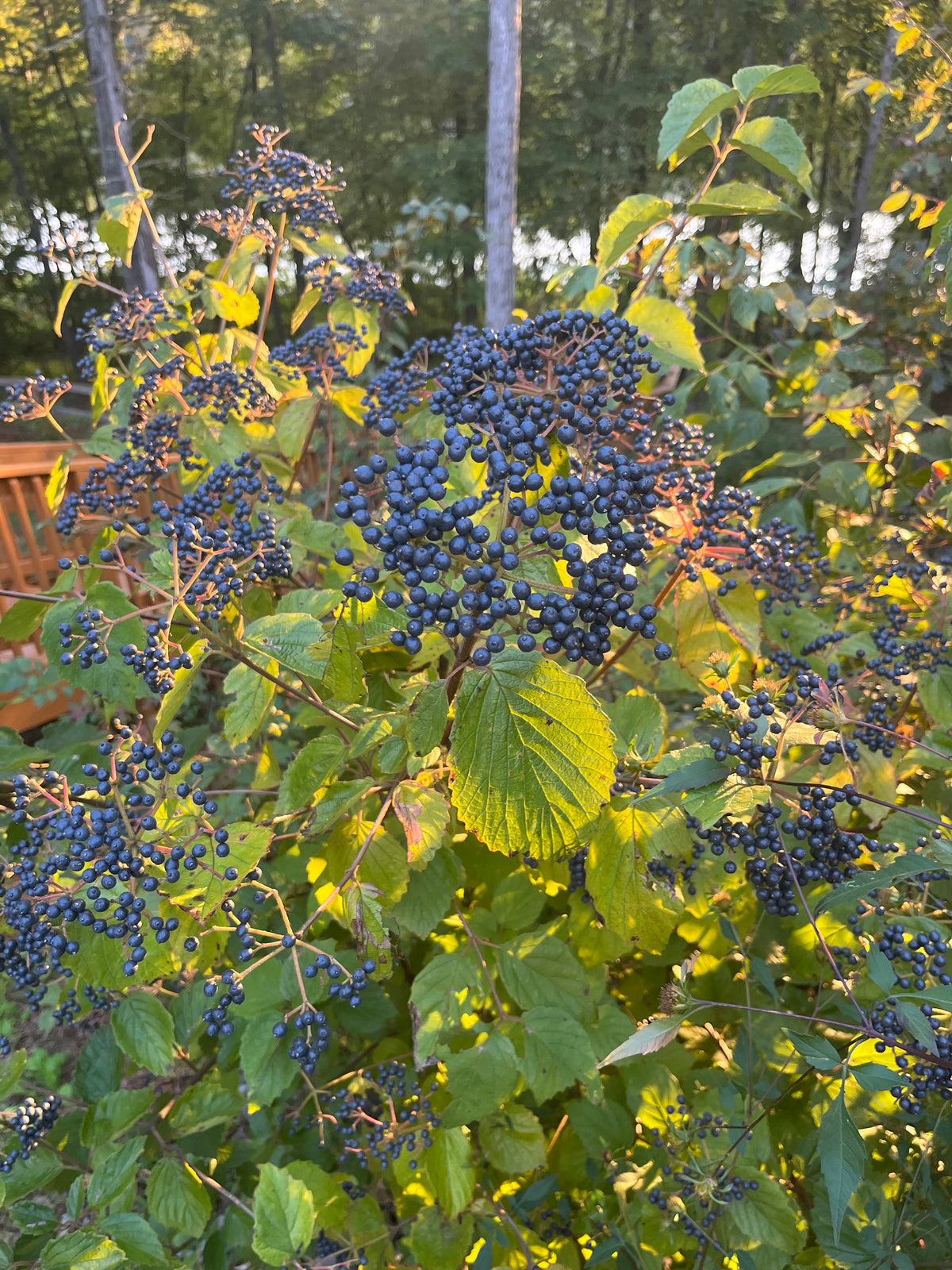 Viburnum dentatum