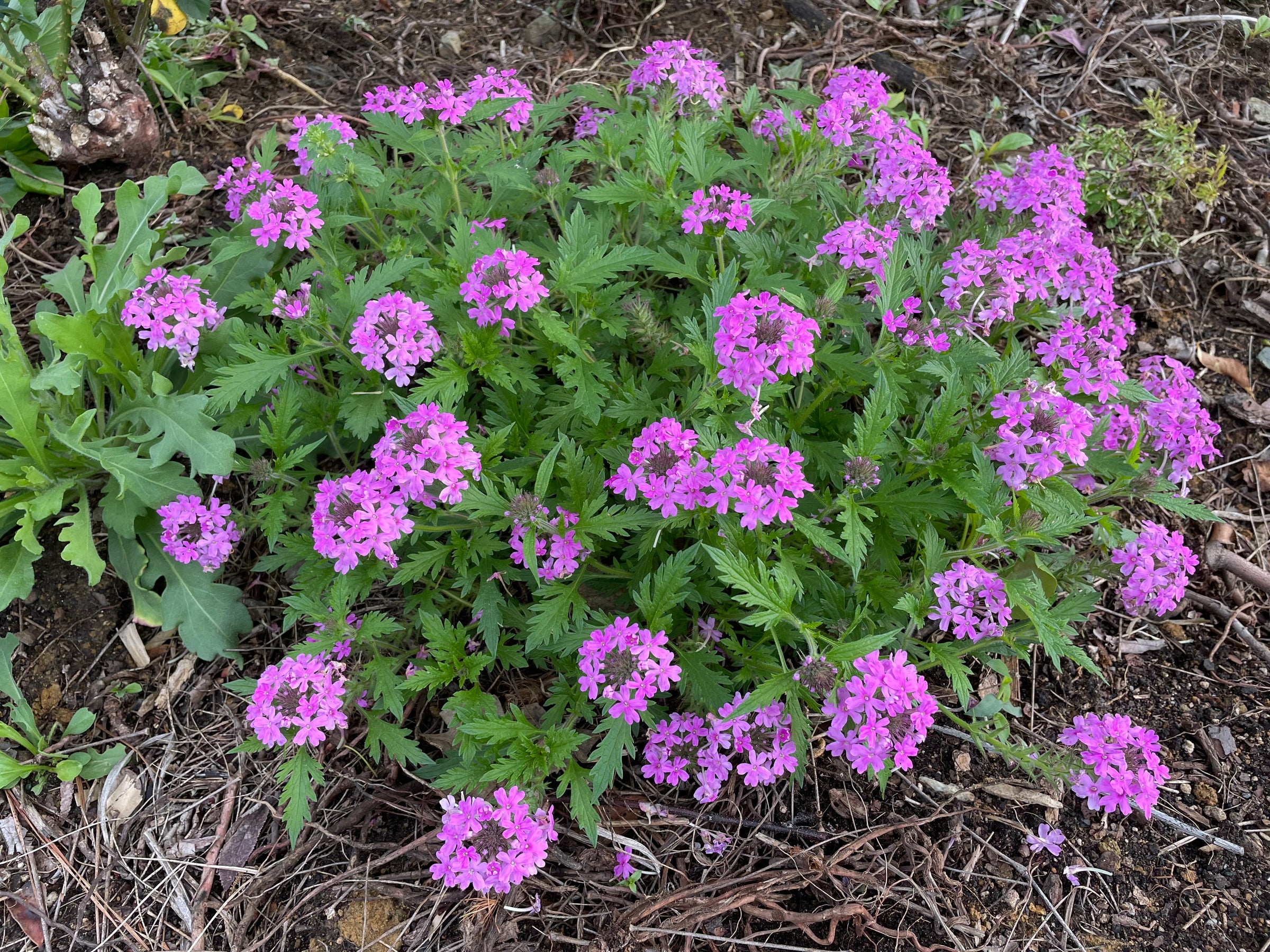 rose verbena seeds Glandularia canadensis – Flower of Carolina