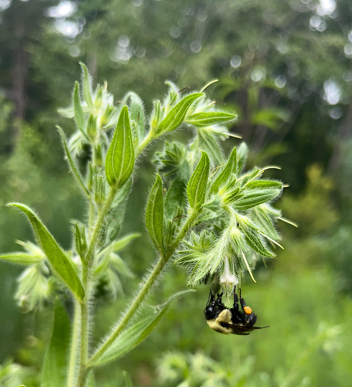 Lithospermum parviflorum