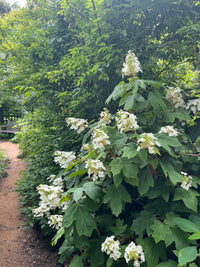 Hydrangea quercifolia