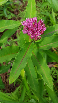 Asclepias purpurascens