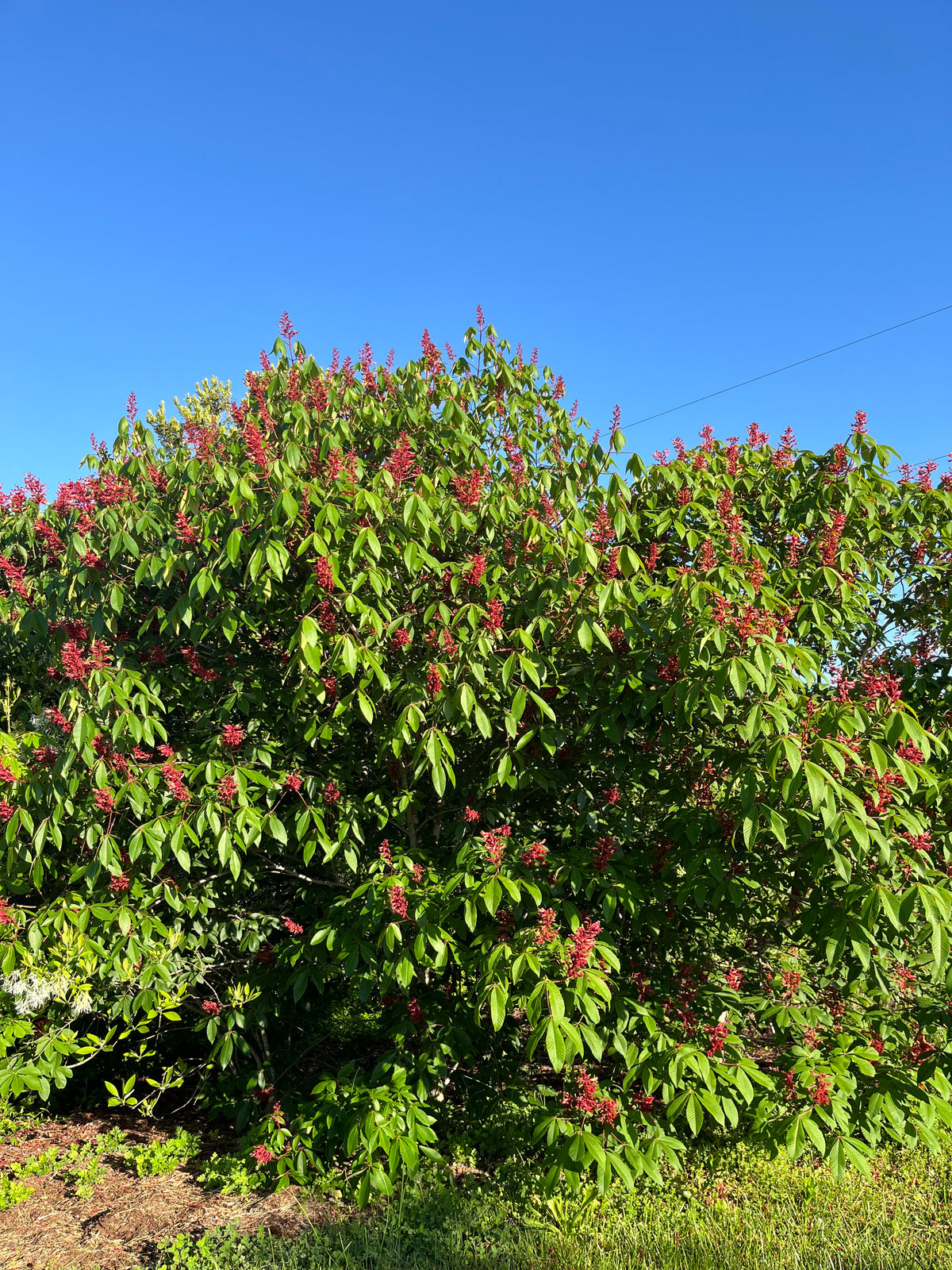 Aesculus pavia