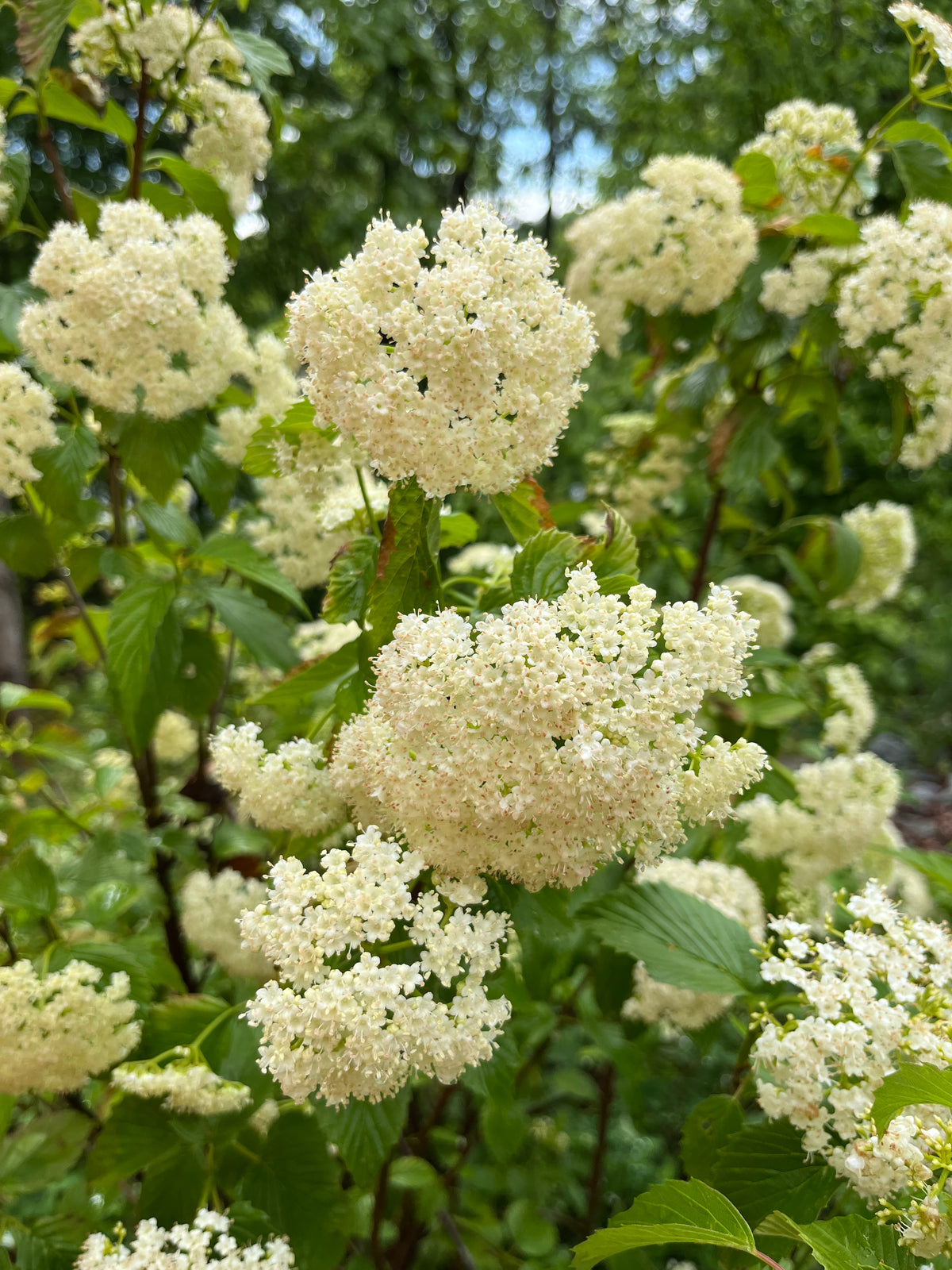 Viburnum dentatum