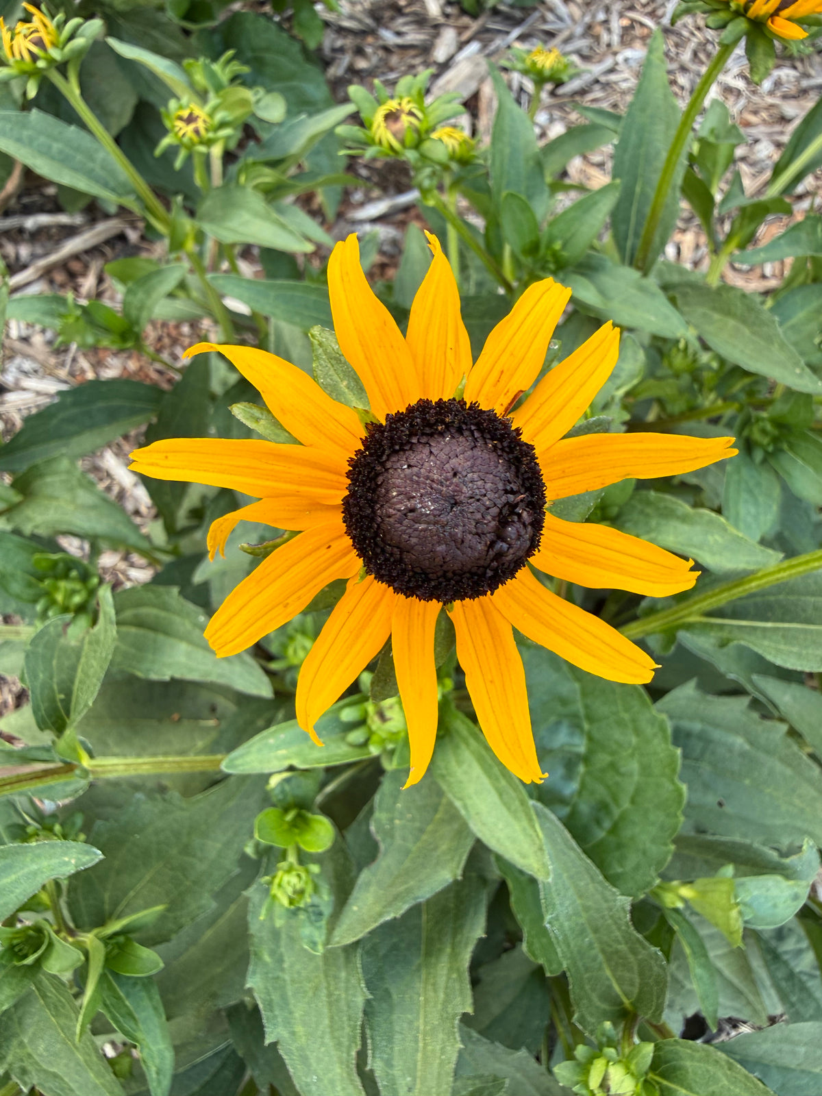 Rudbeckia fulgida var. sullivantii 'Goldsturm'