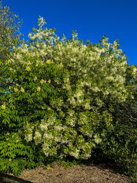 Chionanthus virginicus