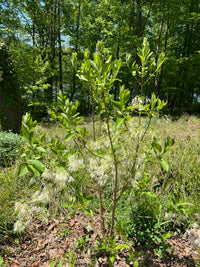 Chionanthus virginicus