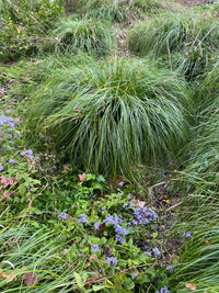 Carex cherokeensis