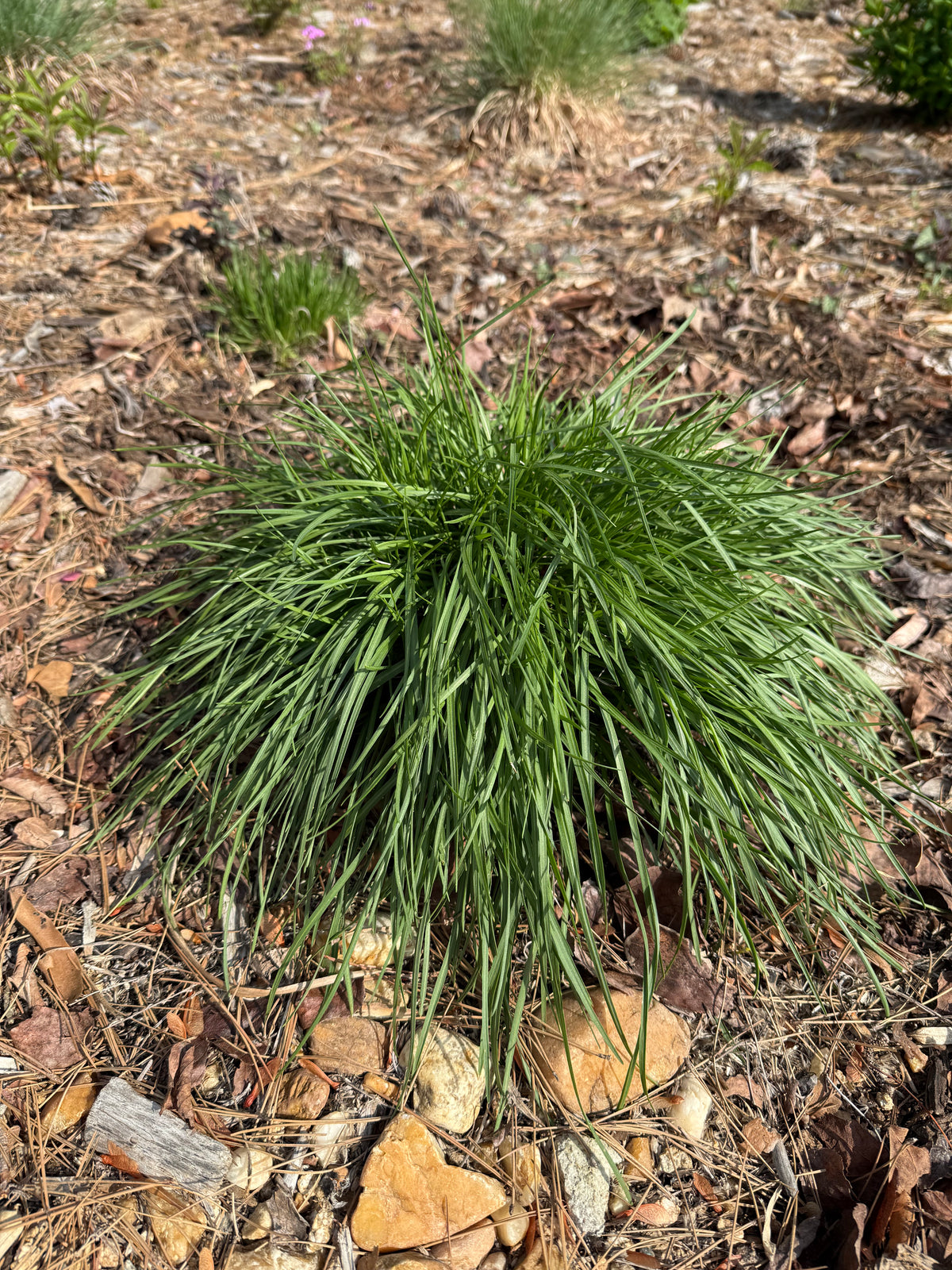 Liatris microcephala