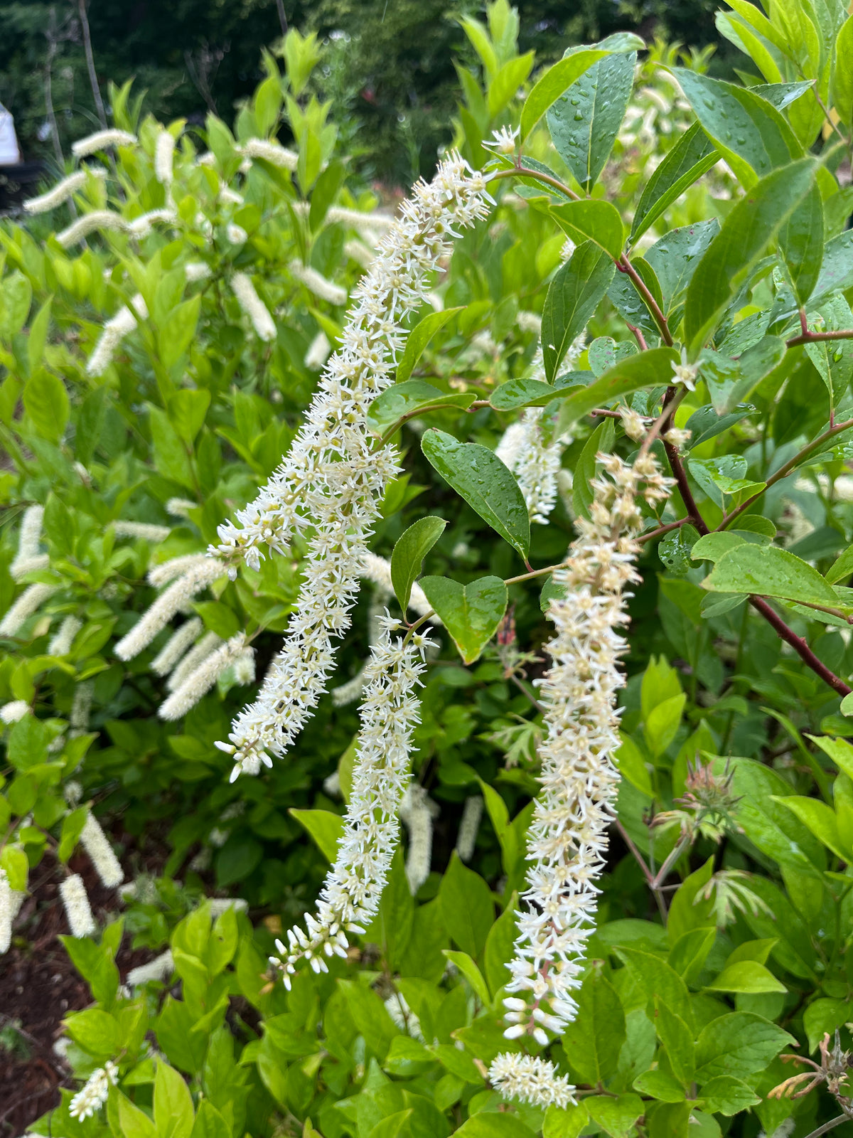 Itea virginica