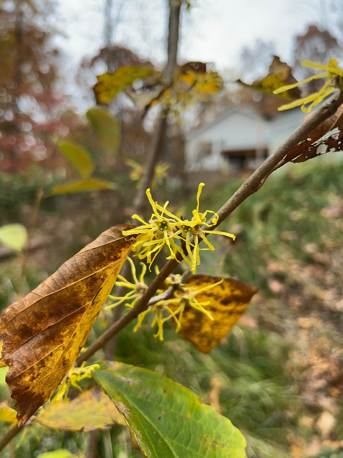 Hamamelis virginiana