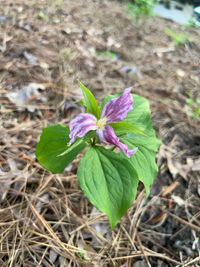 Trillium grandiflorum