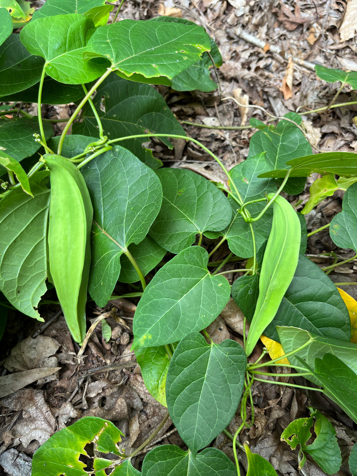 Gonolobus suberosus var. suberosus