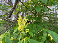 Aesculus sylvatica