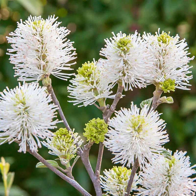 Fothergilla 'Mt. Airy'
