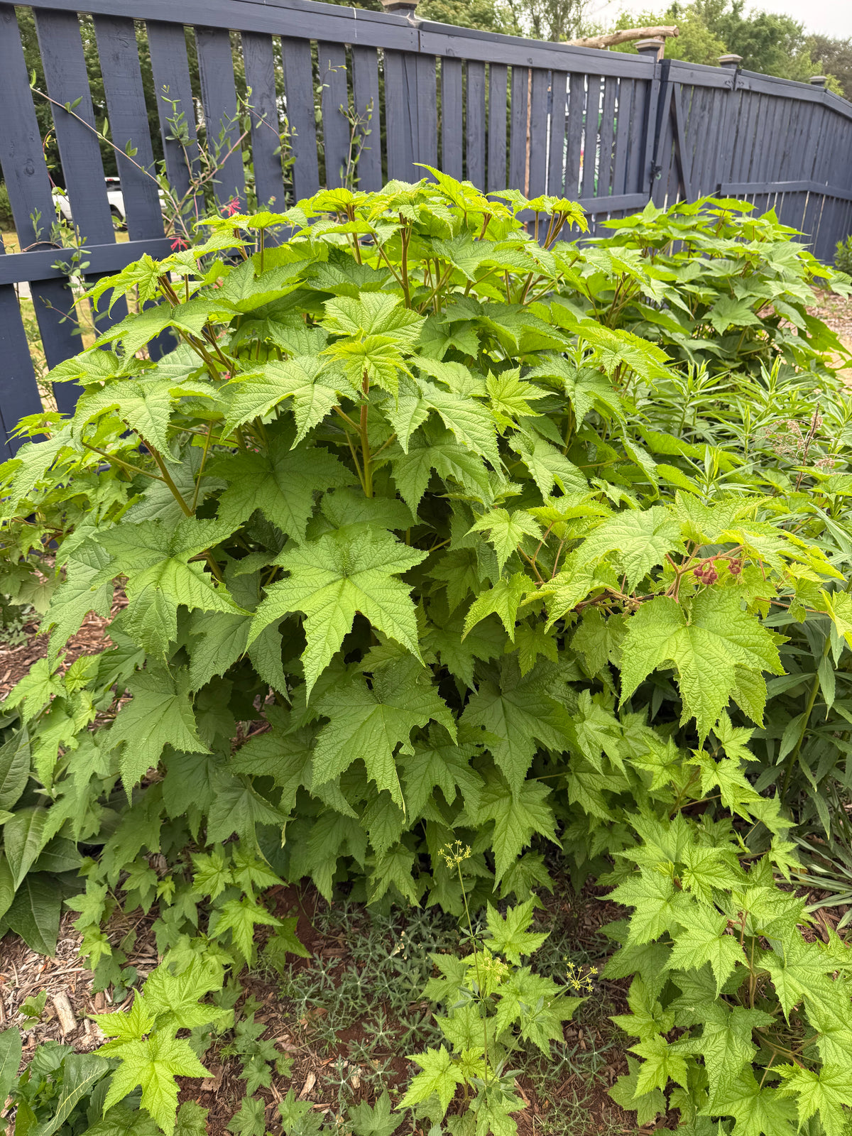 Rubus odoratus