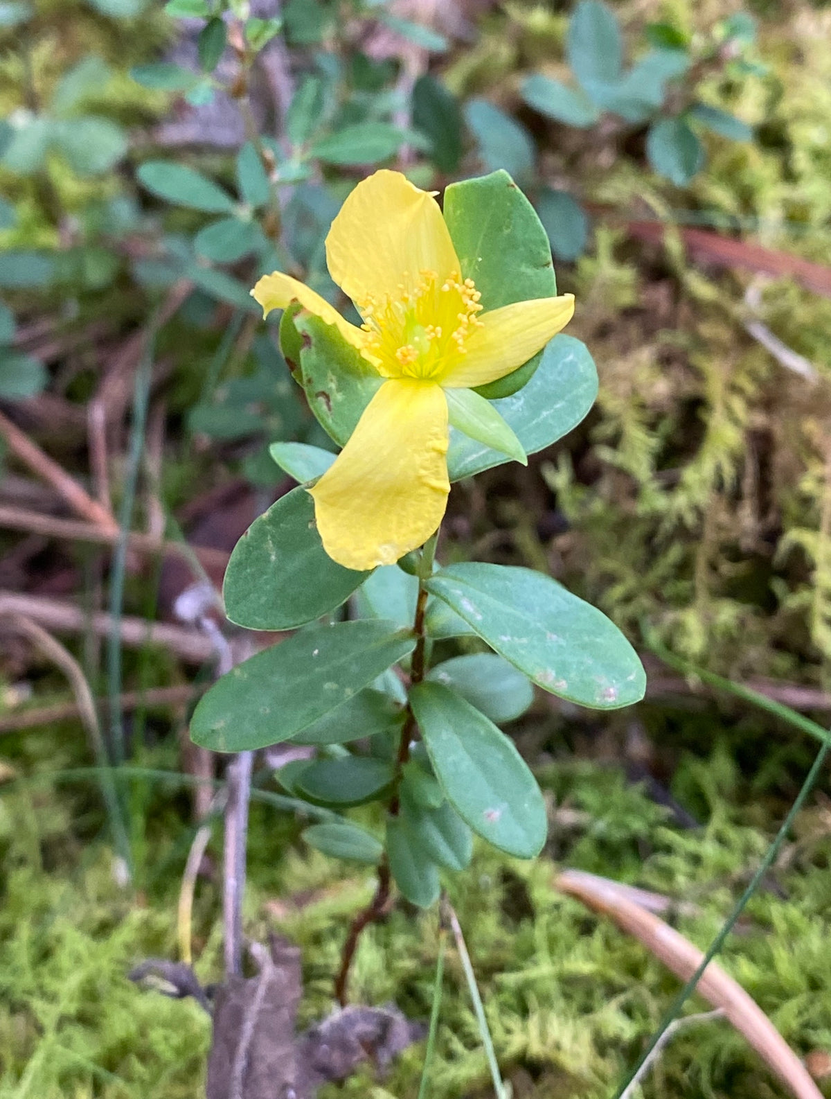 Hypericum crux-andreae