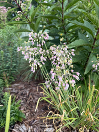 Allium allegheniense