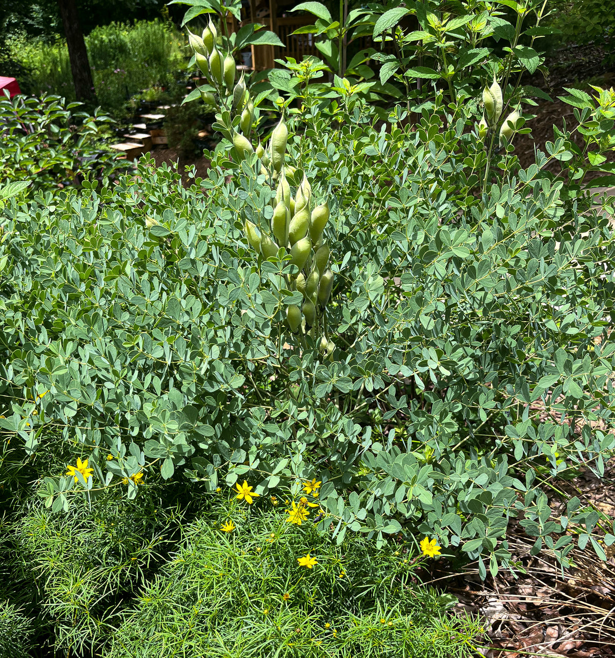 Baptisia minor