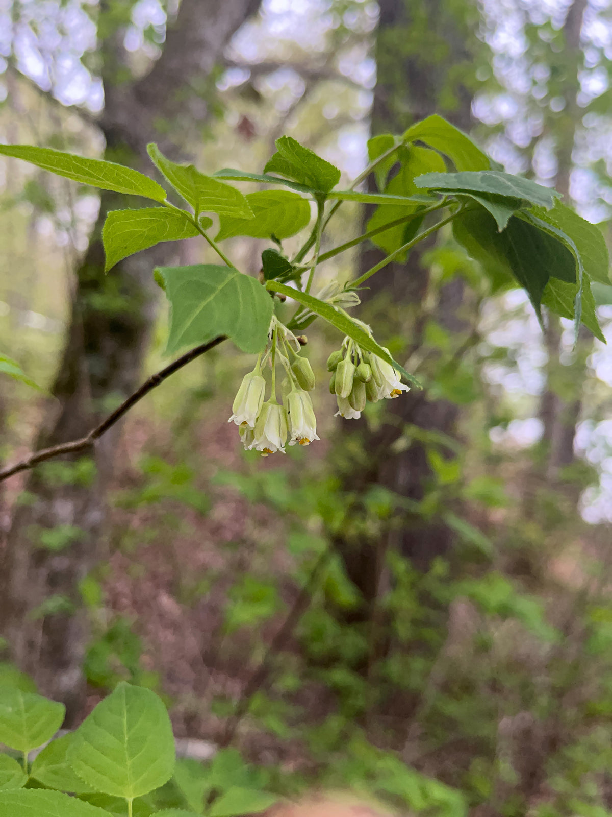 Staphylea trifolia