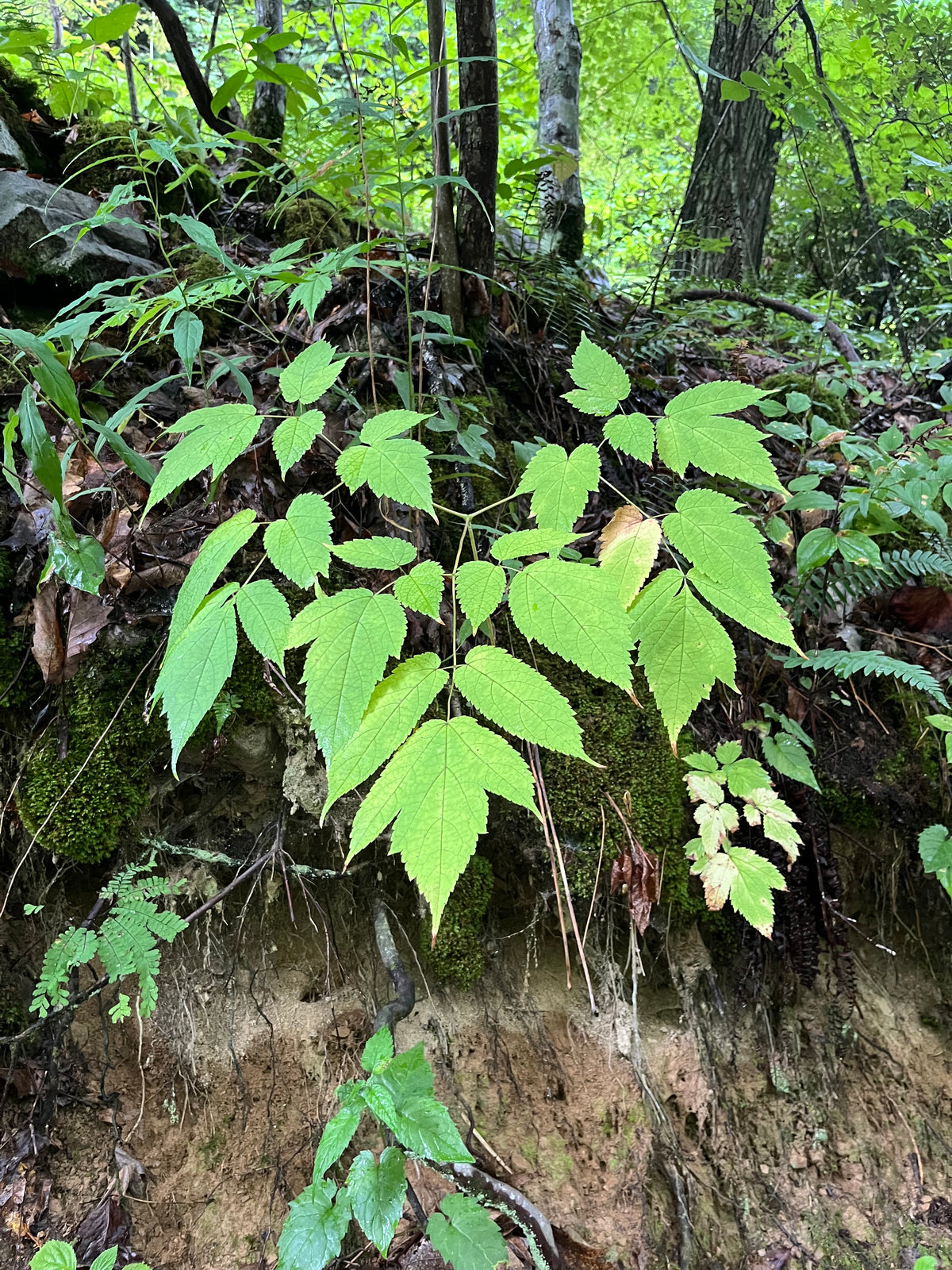 Aruncus dioicus